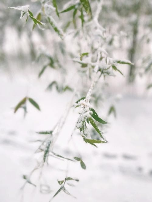 雪泥鸿爪的意思