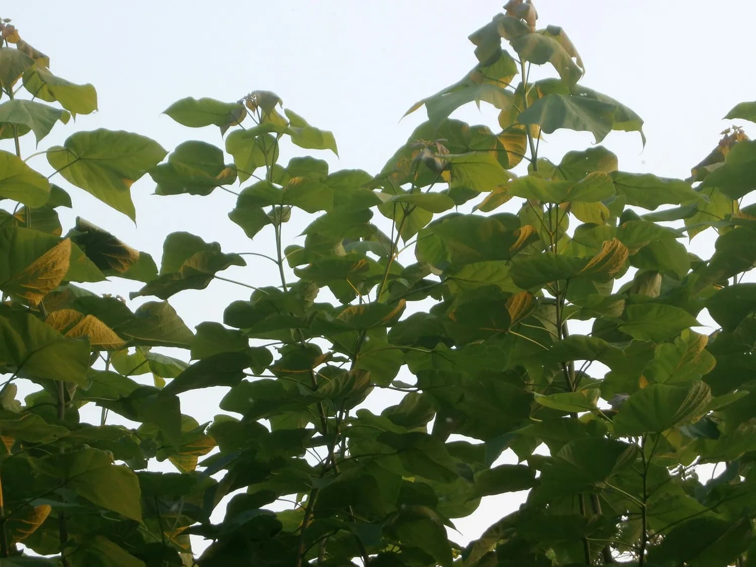 梓树：传统文化中的坚韧象征