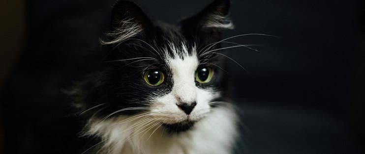 猫尿在床垫上？别慌！轻松去除猫尿骚味的秘笈大公开！