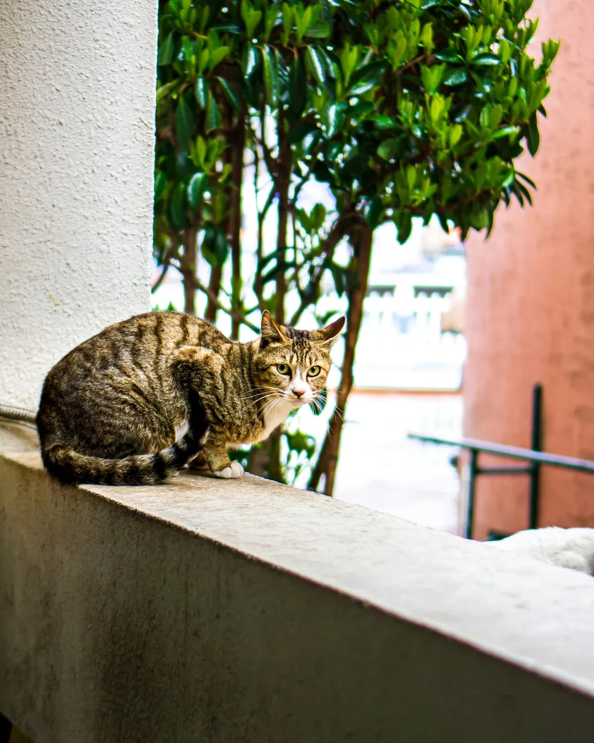 阳台猫爬架：让猫咪爱上家居生活