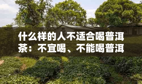 什么人群不适合喝普洱熟普洱茶