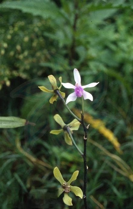 兰科蝴蝶兰属附生草本植物形态特征介绍