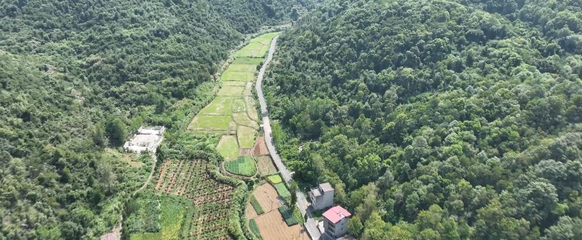 阳新县立中村：红色老区有了绿色“聚宝盆”