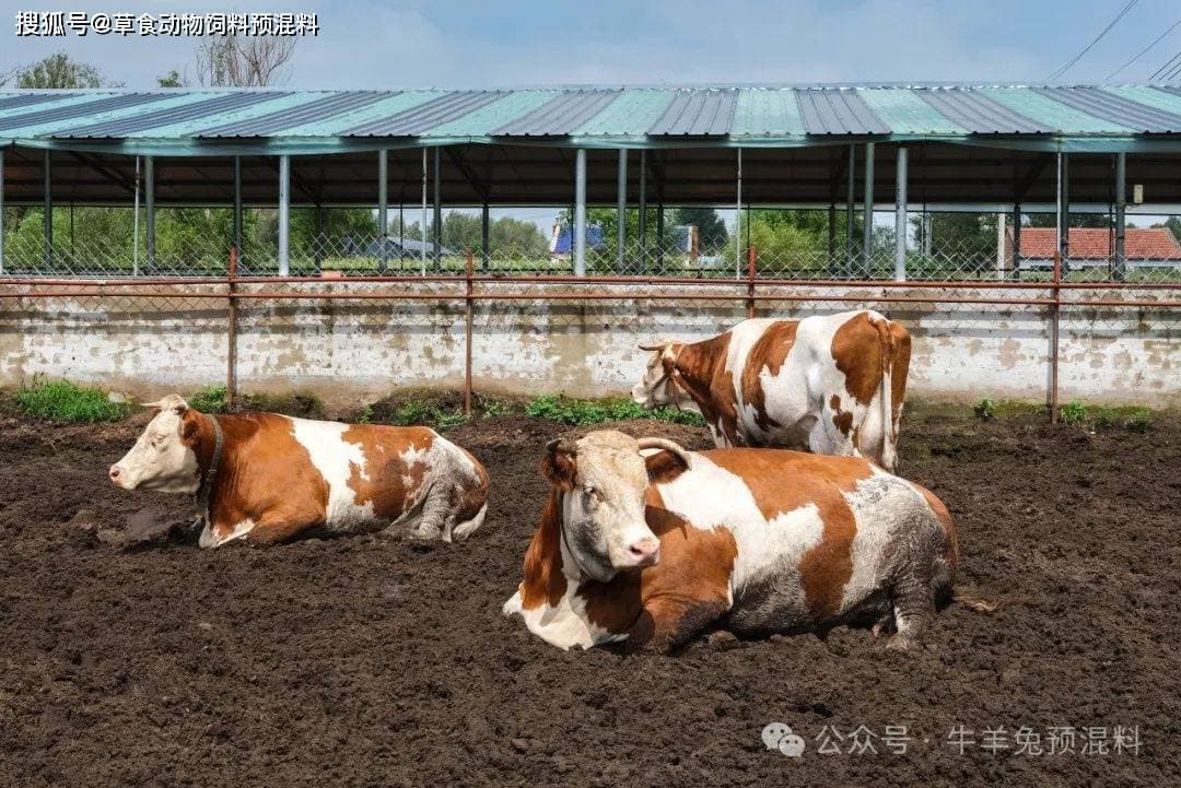 母牛产后不吃食、不反刍怎么办？病因分析与防治措施