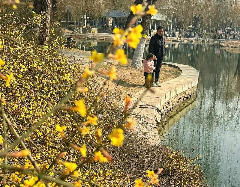 花开如瀑！石家庄公园广场迎春花开了