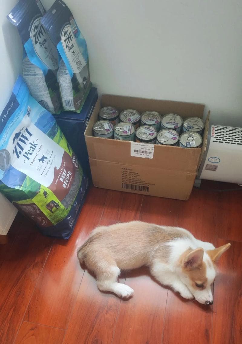 了解柯基犬的三个品种（选择你最喜欢的柯基犬）