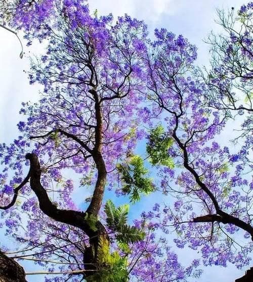 蓝花楹花语的含义与象征（解析蓝花楹的意义和传承）
