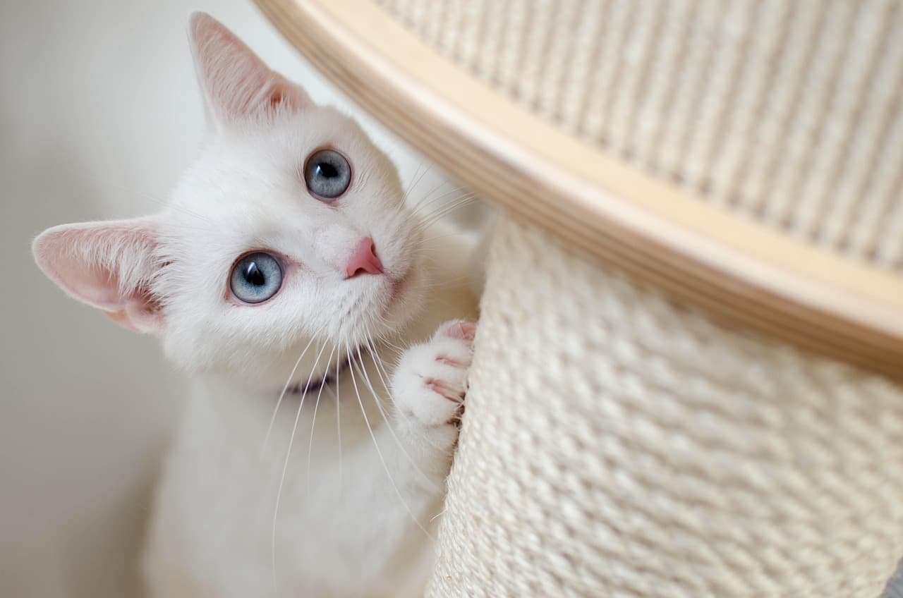 小猫英语：当一个动词不是动词