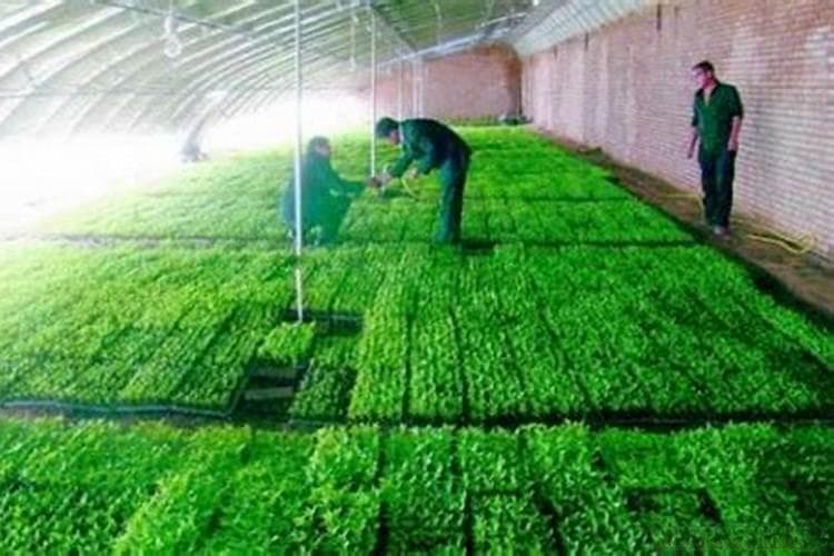 育苗床土消毒：药物运用的关键步骤与注意事项