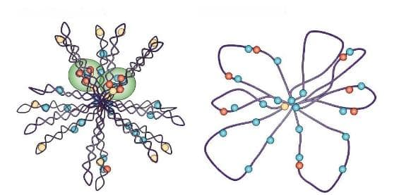 如何区分染色体DNA和质粒DNA
