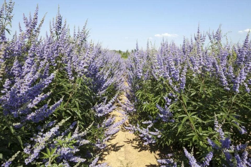 如何让“长寿”的穗花牡荆维持高颜值？ 丨小叶子有“花”招