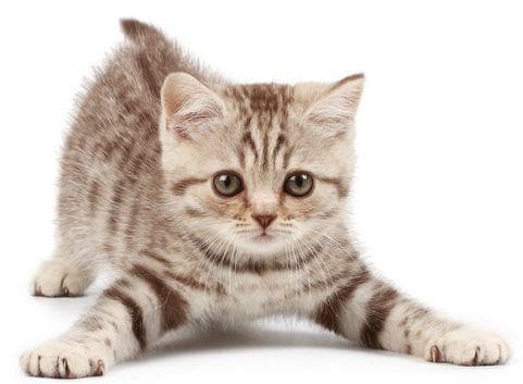 宠物猫心脏病：血压与X射线检测