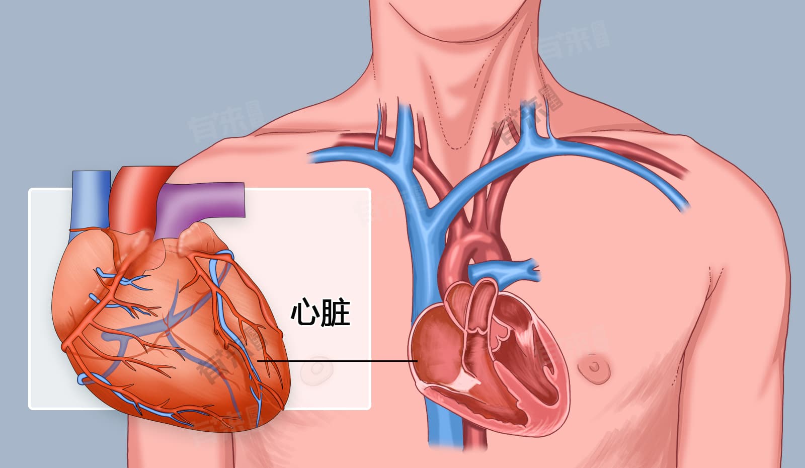 心脏为什么会跳动？揭秘人体循环系统的核心机制