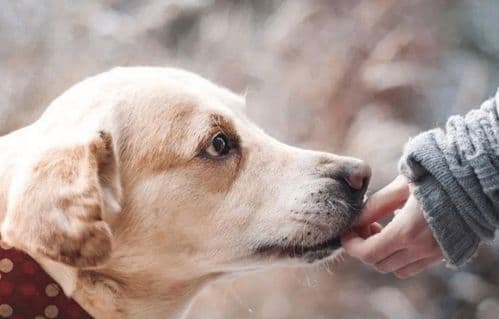 肠胃敏感犬，选易消化饮食