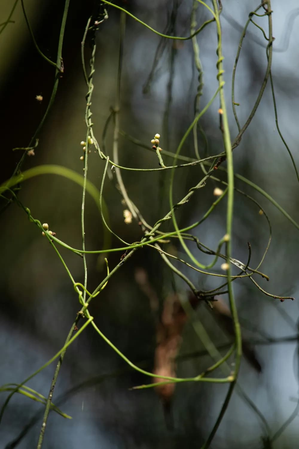 国家中医药管理局发布：菟丝子使用指南