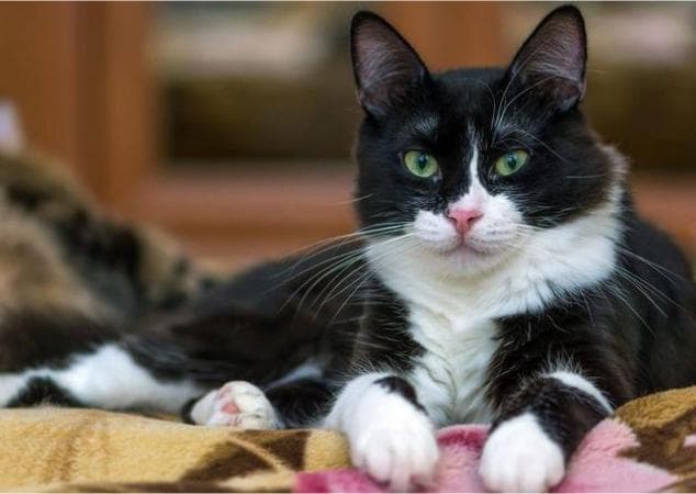 猫颜色表 – 15 种毛色和图案