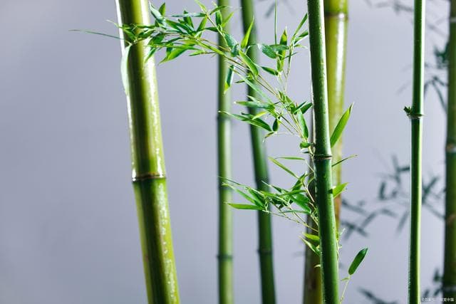 新栽植竹之水管理：探索适宜浇水量与周期