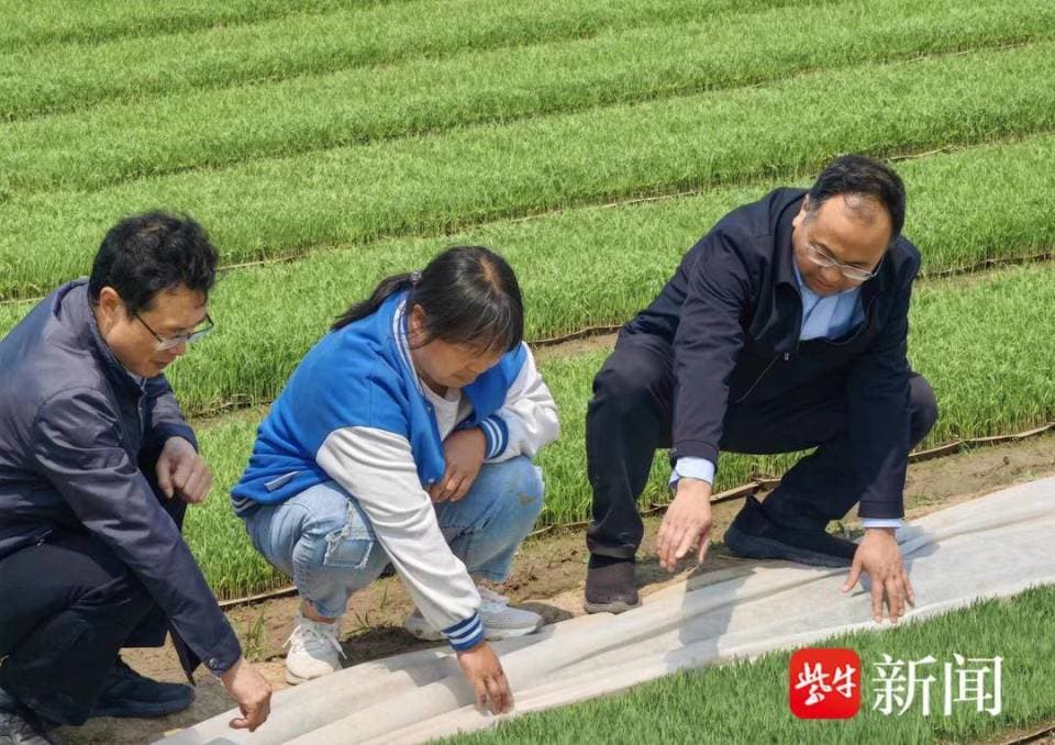 点开手机学种田，江苏里下河农科所专家的“助农视频”火了