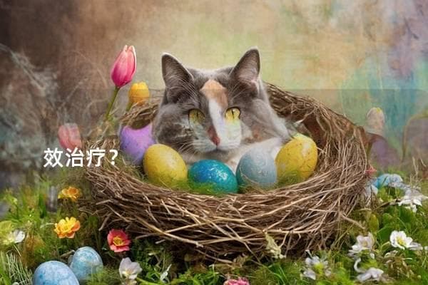猫咪肠梗阻：识别症状与科学防治指南