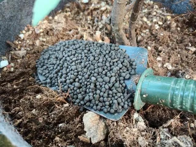 羊粪是个宝，但是使用时有“3忌”，用错后果很严重，看完明白