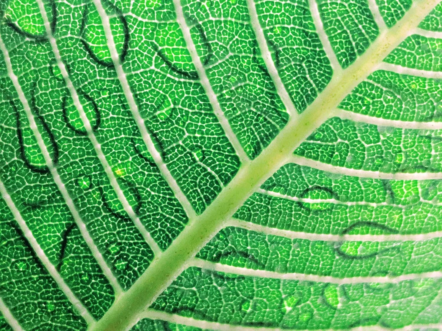 人教版七年级上册生物知识点总结：期末必考重点