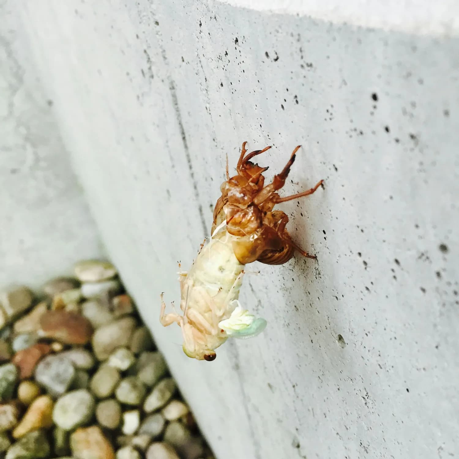 升降散怎么吃才最有效？