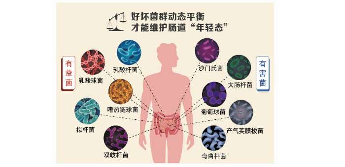 长寿老人有副好肠道 最新研究发现，他们的菌群类型与年轻人相似，且种类丰富