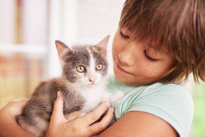 读懂小猫：活泼好奇、爱干净又独立的夜行者