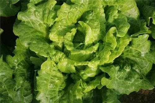 生菜高产栽培管理要点