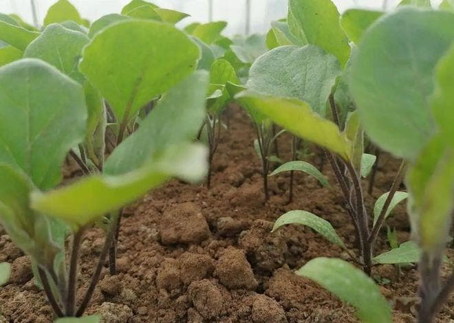“茄子要栽阔，辣椒要栽窝”：古人的种植智慧