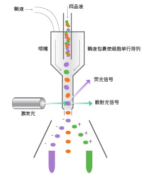 什么是细胞分选？