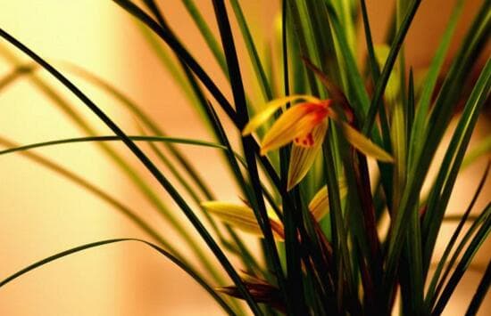 兰花的寓意代表什么（兰花的花语和象征意义）