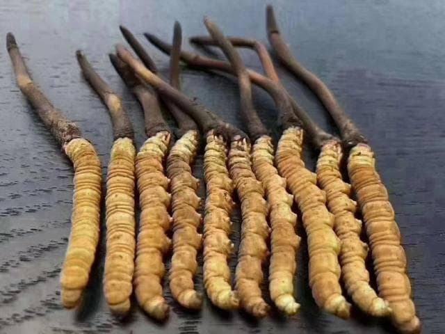 这三类人不适合食用冬虫夏草，你了解吗？