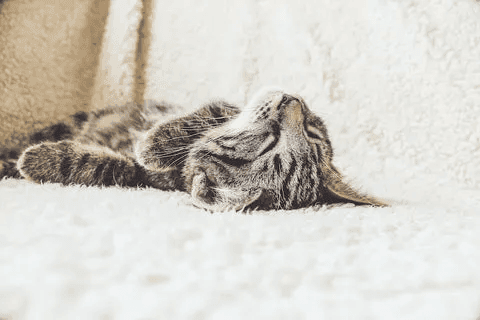 猫咪毛色与毛发类型全解析