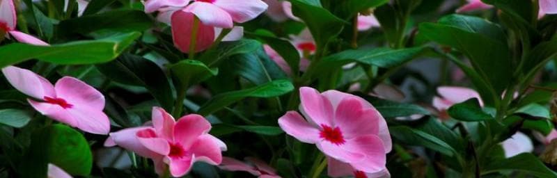 水仙花（水仙花的生长周期、种植方法、维护技巧及繁殖方法等全面解析）