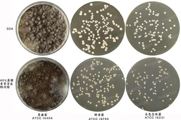 40%蔗糖麦芽浸出物琼脂的原理及使用方法