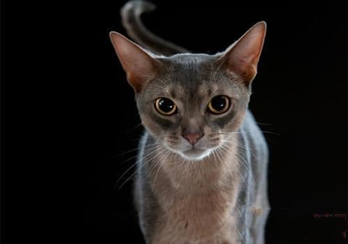 左侧胸腔可观察猫咪的心率