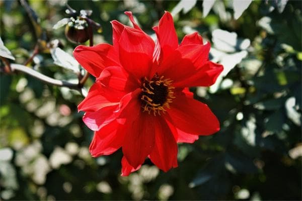 玫瑰花根茎的秘密：结构、功能与养护指南
