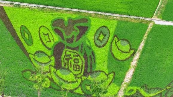 美翻了！长沙县这片彩色稻田迎来最佳观赏期→