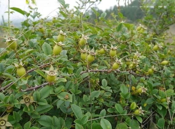 金樱子种子种植全攻略：从土壤到修剪的详细指南