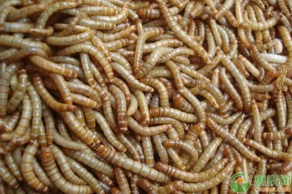 黄粉虫养殖及繁殖方法