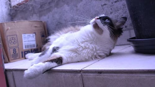 猫冠状病毒可传染，宠物需注意防护