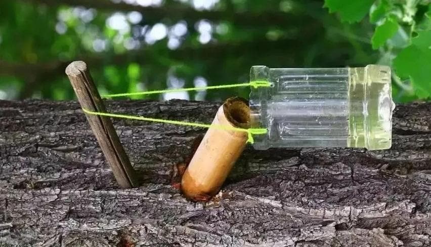 野外求生必备：淡水获取完全指南