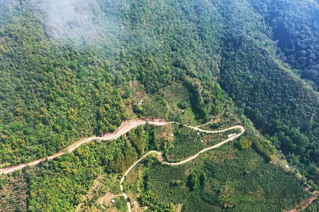 困鹿山：自然之境孕育茶中瑰宝