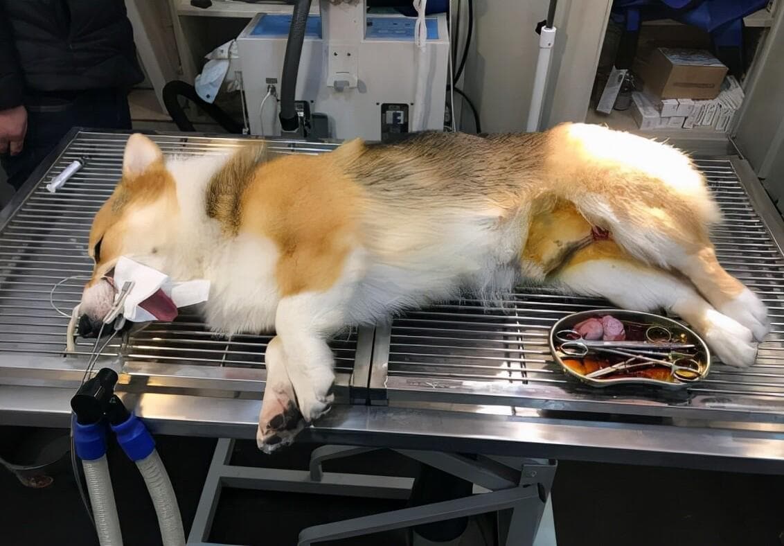 狗狗绝育利弊全解析：宠物医生揭秘手术必要性