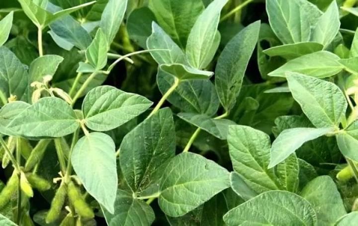 大豆种植对土壤的要求