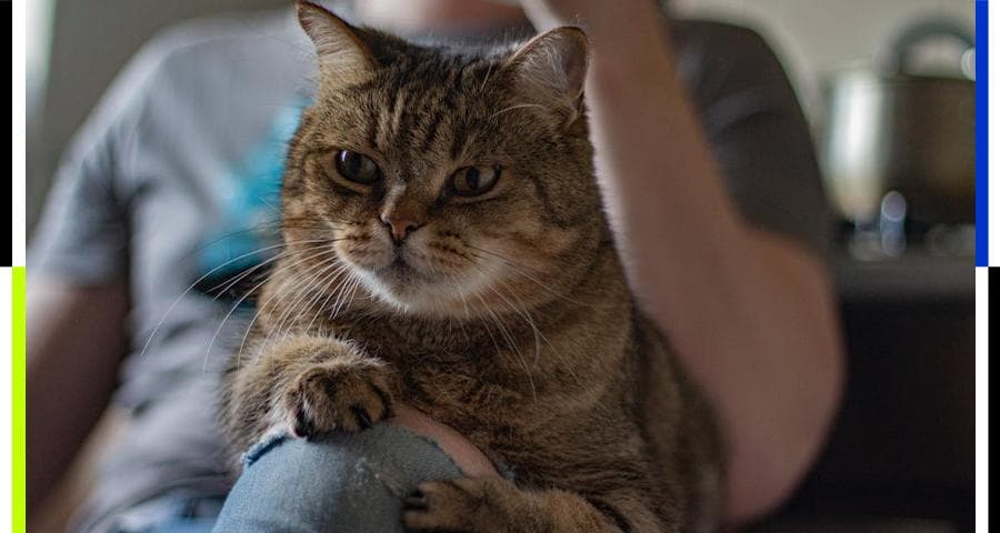 当初说要把猫扔出去的父母，后来怎样了？