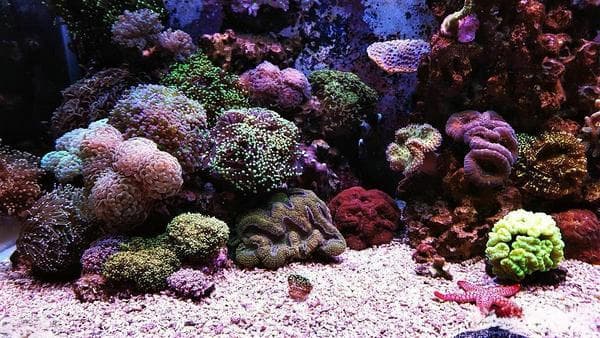 新手想玩海水缸？这4种珊瑚不难养，照着做你也可以养好