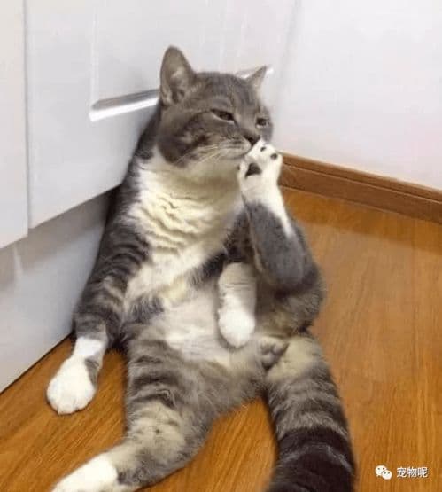 掌握猫咪身体语言与健康知识