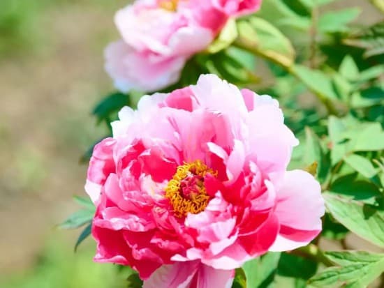 携春风、揽花香，坐高铁去看长三角的春日花海